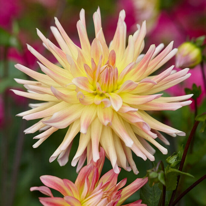 Dahlia Cactus Cabana Banana 1-pakning